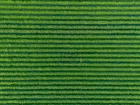 Photo for Aerial view straight from above of rows of grapevines of green Italian vineyard - Royalty Free Image