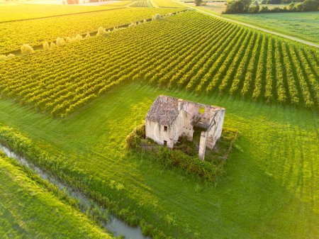 Photo for Aerial view of old farm house ruin in grapevine field in summer sunset evening at Italian vineyard - Royalty Free Image