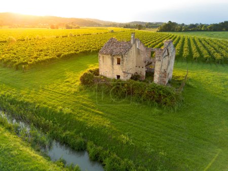Photo for Aerial view of old farm house ruin in grapevine field in summer sunset evening at Italian vineyard - Royalty Free Image