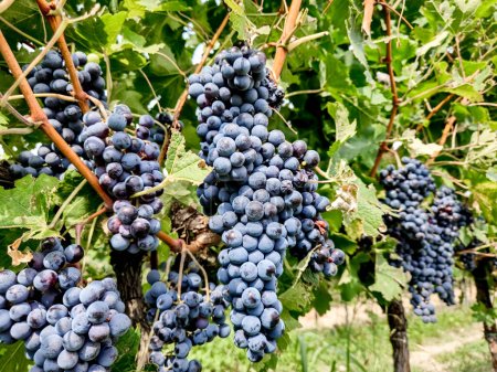 Photo for Bunch of ripe red wine grapes on a green wine in an Italian vineyard for making merlot or cabernet - Royalty Free Image