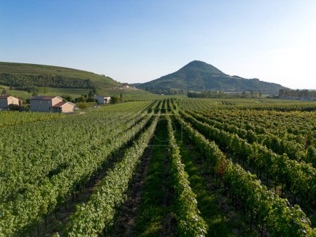 Vista aérea del paisaje de la región vinícola italiana con viñas de viñedos por colinas onduladas en el campo