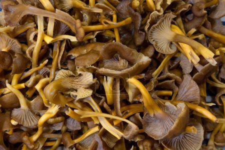 Photo for Bunch of washed and cleaned brown and yellow funnel chanterelle edible mushrooms drying - Royalty Free Image