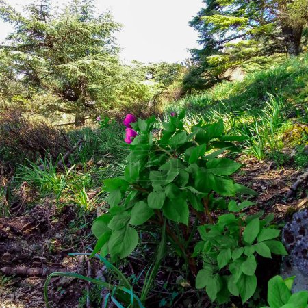 Téléchargez les photos : Paeonia broteri est une espèce herbacée vivace de pivoine. C'est une espèce endémique du Maroc - en image libre de droit