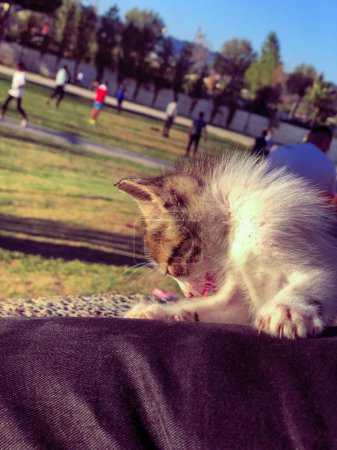 Téléchargez les photos : Romp joyeux et rouleau de chatons ludiques, capturant leur énergie illimitée et esprit aventureux - en image libre de droit