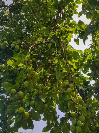 Photo for Plum tree that is laden with peaches. The peaches are a deep green color and are almost bursting from the branches. The tree is covered in leaves, which give it a lush and verdant appearance - Royalty Free Image