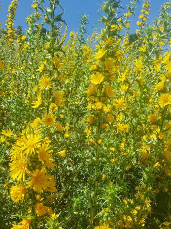 Foto de El cardo en primer plano, y destaca las espinas afiladas de la planta y las delicadas flores amarillas - Imagen libre de derechos