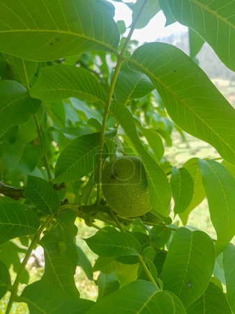Téléchargez les photos : Une branche de noix chargée de noix non mûres. Les noix sont d'un vert profond. Les feuilles sur la branche sont d'un vert profond, et ils bruissent dans la brise. La scène est paisible et sereine - en image libre de droit