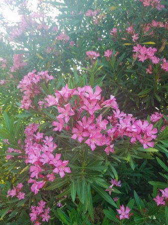 Un exuberante paisaje de adelfa rosa, Es conocido por sus vibrantes flores de color rosa, que florecen en el verano, Las flores están dispuestas en racimos, y están rodeadas de hojas de color verde oscuro