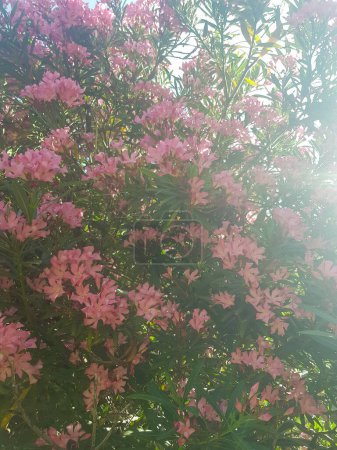 Oleander flowers bathed in sunlight. The flowers are a bright pink color, The sunlight glistens, creating a sparkling effect