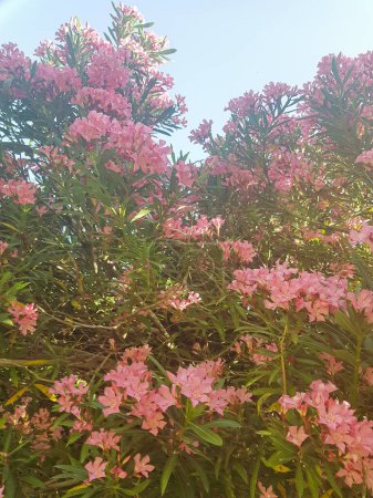 Bright pink oleander flower in full bloom. The flower is covered in tiny petals, and it is a beautiful sight to behold