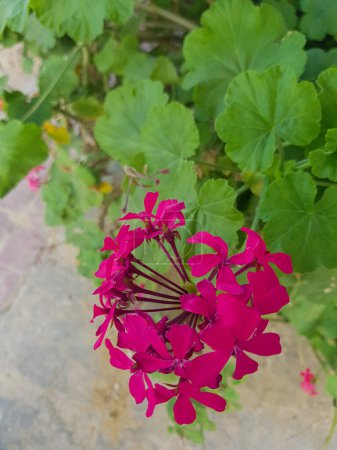 Foto de Planta con flores de Pelargonium inquinans en plena floración. La planta es un geranio alto y arbustivo con hojas de color púrpura oscuro y flores de color rosa brillante. Las flores se agrupan juntas en una cabeza - Imagen libre de derechos