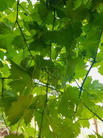 Grapevine leaves, showing their intricate veins and textured surface. The leaves are a deep green color, The image is both beautiful and detailed, and it captures the beauty of grapevine leaves