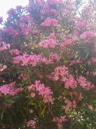 Grüner Oleander in voller Blüte. Der Oleander ist eine große, strauchartige Pflanze mit leuchtend rosa Blüten. Das Bild ist schön und heiter, und es fängt die Schönheit der Oleanderblumen in voller Blüte ein
