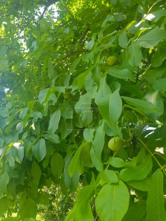 Árbol de nogal exuberante y sus ramas cargadas de nueces verdes. La imagen es hermosa y serena, y captura la belleza de los nogales en su hábitat natural