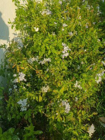 Téléchargez les photos : Plumbago auriculata, une plante à fleurs bleu-blanc clair. La lumière du soleil brille sur les pétales de la fleur, créant un bel effet étincelant - en image libre de droit