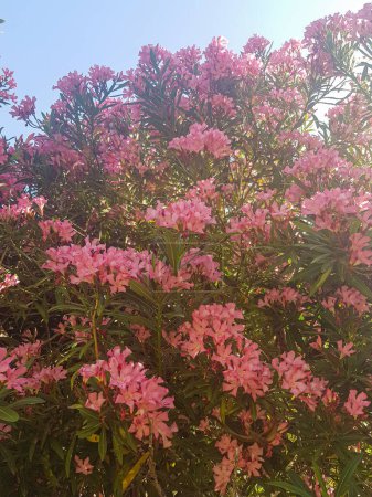Oleanderblüten, von denen das Sonnenlicht abstrahlt. Die Blüten haben eine leuchtend rosa Farbe und sind von grünen Blättern umgeben. Das Sonnenlicht erzeugt ein schönes Muster auf den Blüten
