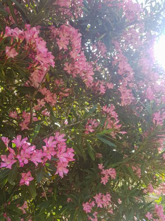 Téléchargez les photos : Cette image présente un magnifique laurier rose vif en pleine floraison. Les feuilles sont d'un vert profond, et les branches sont tordues et noueuses. L'image est pleine de vie et de vitalité - en image libre de droit