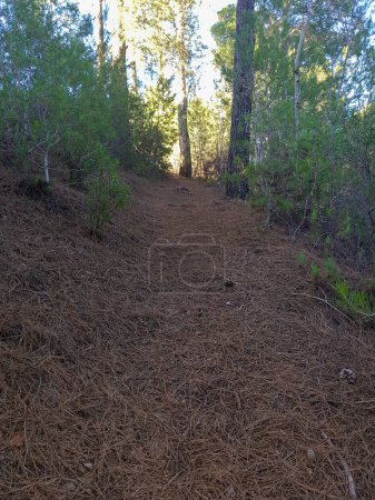 Foto de Esta imagen muestra una alfombra de agujas de pino en un bosque. Las agujas de pino son de un color marrón profundo. La imagen está llena de vida y energía, y es seguro que evocar una sensación de paz y tranquilidad - Imagen libre de derechos