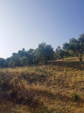 Foto de Esta imagen muestra un campo de olivos. Los árboles son de un color verde exuberante y están cubiertos. El fondo es un cielo azul - Imagen libre de derechos