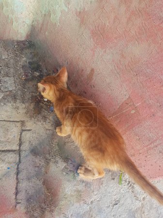 Foto de Gato dorado comiendo del suelo. El gato se centra en su comida. La imagen está bien iluminada y el gato está enfocado. Los colores en la imagen son vibrantes y las texturas son realistas - Imagen libre de derechos