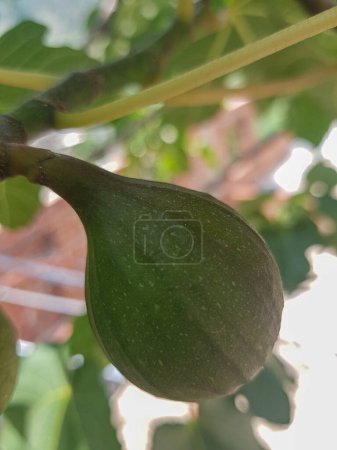 Photo for Close-up of a unripe fig fruit is a beautiful and detailed depiction of this delicious and nutritious fruit. The fig in perfectly scene, with a deep green skin and a soft - Royalty Free Image
