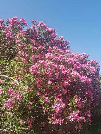 Foto de Belleza de flores de adelfa en plena floración. Las flores son de un color rosa vibrante, y están dispuestas en racimos. flores están rodeadas de hojas verdes exuberantes, y el fondo es un cielo azul claro - Imagen libre de derechos