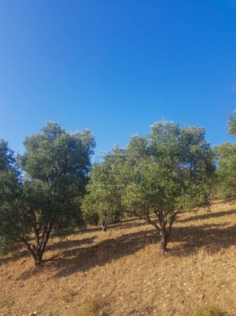 Photo for A field of olive trees in a vineyard. The trees are tall and slender, with green leaves. The sun is shining, and the sky is a clear blue - Royalty Free Image