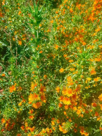 Foto de Cardo ostra salvaje español, una flor hermosa y etérea. El cardo es de color naranja, y está rodeado por un campo de hierba verde exuberante - Imagen libre de derechos