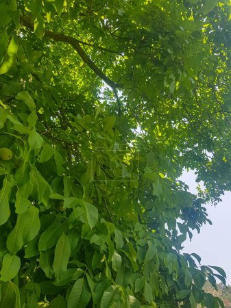 Foto de Un frondoso nogal, sus ramas cargadas de nueces verdes. El árbol está cubierto de hojas de color verde oscuro, y las nueces son de un color verde brillante. La imagen está llena de vida y abundancia - Imagen libre de derechos