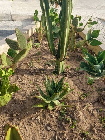 Foto de Jardín casero con una variedad de suculentas y cactus. Las plantas incluyen Opuntia Rita, yuca espinosa y Euphorbia Eretria. El fondo es un suelo - Imagen libre de derechos