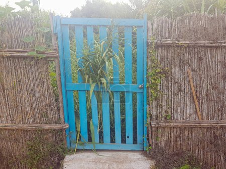 Foto de Puerta de madera vieja en un paisaje verde exuberante. Una misteriosa puerta azul se asoma desde una pared de frondosas cañas verdes. La puerta está cerrada, invitando al espectador a entrar y explorar el jardín oculto más allá - Imagen libre de derechos