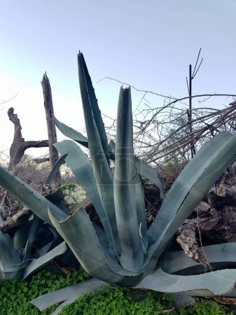 Agave Nigra Stark Schönheit in Fuerteventura Natur, steht die Agave nigra, ein skulpturales Meisterwerk von der Zeit und der Natur geformt. raue Schönheit der Landschaft. Das rohe Wesen der Dürre