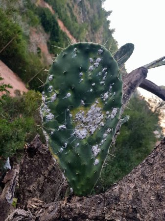 A single prickly pear pad rises from its dead source. White spots on the skin, a mosaic of green and earthy brown, and its spines are persistent, but it is nature's armor but it is strong.