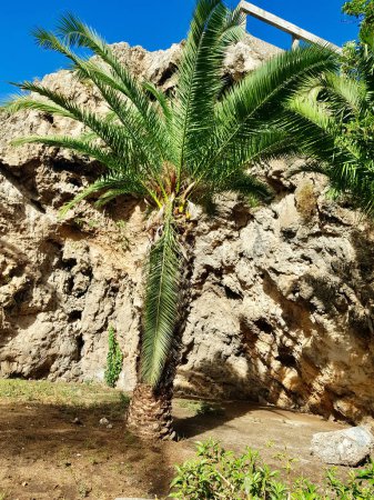 A solitary palm tree stands defiant in a stark landscape where the sun glints on the rugged volcanic rock, Rock formations, sculpted by ages of nature fury, rise like silent sentinels behind the palm.