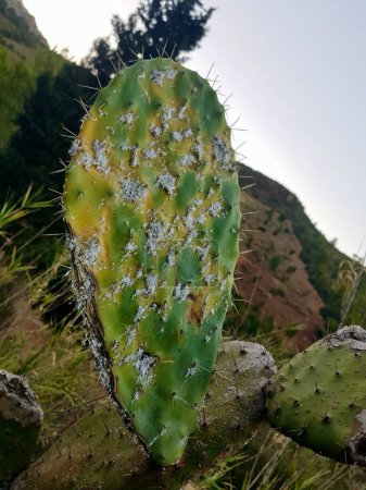 Kaktuskissen mit Pilz drauf Naturkunst nimmt unerwartete Wendungen auf diesem Kaktuskaktuskissen mit Phyllosticta White Spot Verstreut auf Opuntia Pad.
