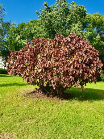 Flamengueira arbuste sempervirent feuille de cuivre et coloré, Un arbuste luxuriant Acalypha wilkesiana, son feuillage sempervirent dans une cascade de violet avec du vert, avec la lumière du soleil Ce qui augmente le riche contraste des teintes