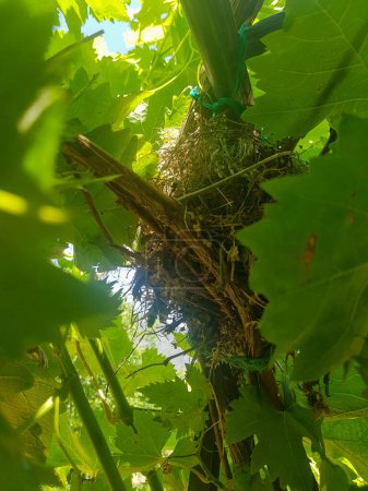 A close-up of a bird's nest nestled in the branches of a grapevine. The nest is made of twigs and leaves, and it is home to a family of birds