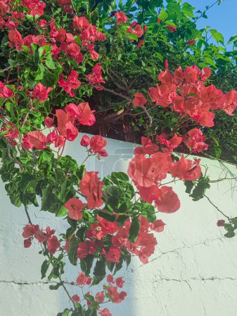 Bougainvillea vine climbing a house wall. The vine is covered in bright pink flowers that are surrounded by lush green leaves. The wall is made of white stucco and has a simple design