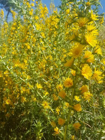 Scolymus hispanicus plant in full bloom. The plant is covered in yellow flowers, which are surrounded by sharp spines. The spines protect the plant from predators, but they also add to its beauty