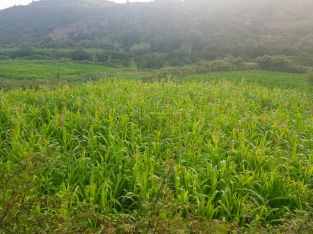 A field of great millet thriving in a rural landscape. The millet is a tall, green plant with feathery leaves. It is growing in rows, and the field is surrounded by trees and hills