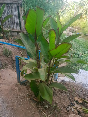 Bananen-Jungpflanze, ein Geschenk der Natur an die Welt. Die Bananenpflanze ist eine große, grüne Pflanze, die köstliche Früchte hervorbringt. Die Bananenpflanze ist ein Symbol für Fruchtbarkeit und Überfluss