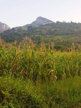 Acres of millet swaying in the wind in a pristine natural setting. Millet is light green in color, surrounded by trees and green plants that add beauty and serenity to the natural world