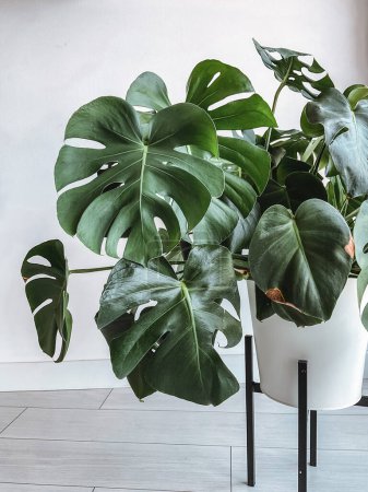 monstera delicacy. home plant in a white pot. photo. High quality photo