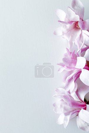 Téléchargez les photos : Photo rapprochée de fleurs de magnolia rose, isolées sur fond blanc. Avec espace vide pour le texte ou l'inscription. Pour carte postale, publicité ou site web. - en image libre de droit