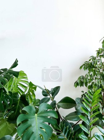 Planta Monstera deliciosa, zamiokulkas y ficus sobre un fondo blanco. Elegante y minimalista interior de la selva urbana. Muro blanco vacío y espacio de copia