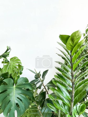 Photo for Plant Monstera deliciosa, zamiokulkas and ficus on a white background. Stylish and minimalistic urban jungle interior. Empty white wall and copy space - Royalty Free Image