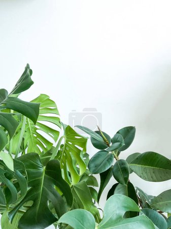 Monstera deliciosa Pflanze und Ficus auf weißem Hintergrund. Stilvolles und minimalistisches Stadtdschungel-Interieur. Leere weiße Wand und Kopierraum