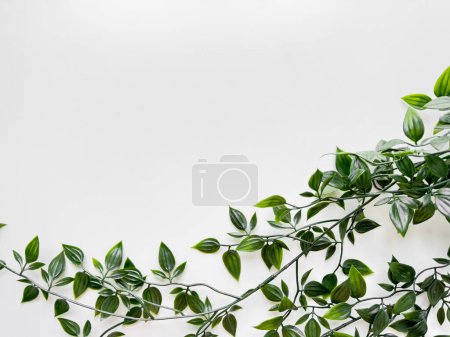Téléchargez les photos : Feuilles panachées vertes de la plante juive errant s'étendant dans le cadre à partir du coin supérieur droit sur fond blanc propre avec espace de copie. Vue de dessus. Photo de haute qualité - en image libre de droit