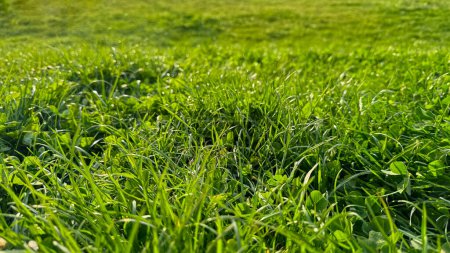 Foto de Fondo hierba verde fresca natural y hojas de trébol de cerca. Césped de rocío luminoso, frescura primaveral, detalle de la naturaleza con el concepto de luz de la mañana para el diseño y la impresión. Foto de alta calidad - Imagen libre de derechos