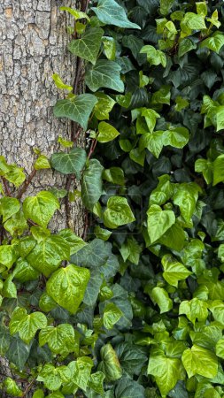 Foto de Hojas vívidas de hiedra verde trepando sobre una corteza de árbol áspera. Follaje variado, fondo natural, concepto de horticultura para el diseño, bandera, papel pintado. Foto de alta calidad - Imagen libre de derechos